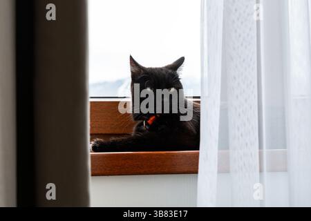 chat noir avec un collier rouge couché et relaxant sur le rebord de la fenêtre en bois, couvert par un rideau transparent, dans un cadre intérieur confortable avec lumière naturelle Banque D'Images