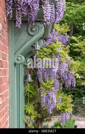 Une magnifique vieille wisteria violette (Wisteria sinensis, wisteria chinoise) en pleine floraison au printemps, cultivée contre le mur d'une ancienne ferme (UK) Banque D'Images