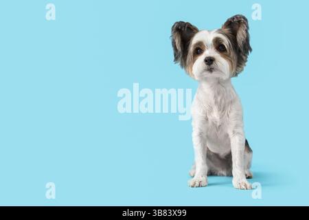 Chien mignon Biewer Terrier assis sur fond bleu Banque D'Images