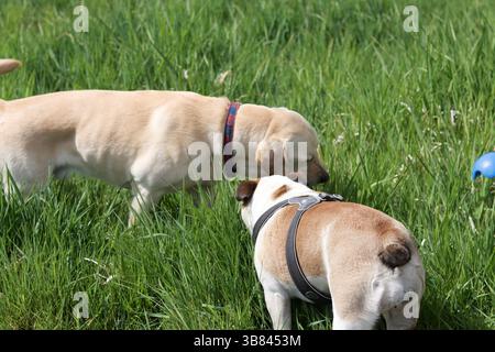 Bouledogue anglais et Golden retriever jouant ensemble sur l'herbe dans le parc. Concept des meilleurs amis Banque D'Images