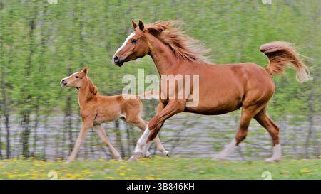 Arabian Mare et Foal courir dans la prairie Banque D'Images