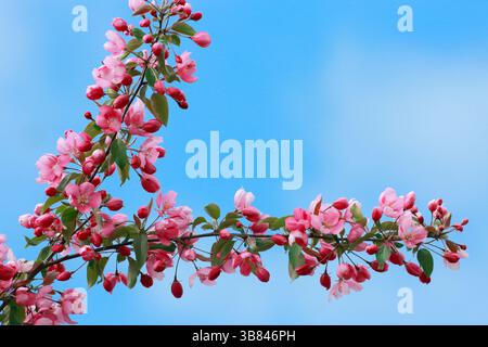 Branches d'un pommier montrant des fleurs roses en pleine floraison, contre un ciel bleu avec des nuages blancs doux. Banque D'Images