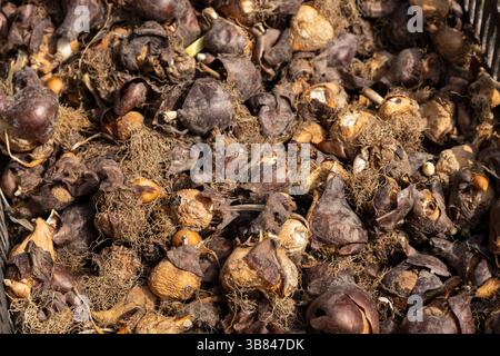 bulbes de fleurs de tulipe avec racines et enveloppes gros plan, jardinage et saison de plantation Banque D'Images