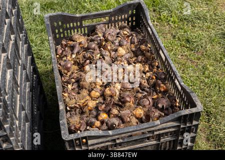 bulbes de fleurs de tulipe avec racines et enveloppes dans la boîte, le jardinage et la saison de plantation Banque D'Images