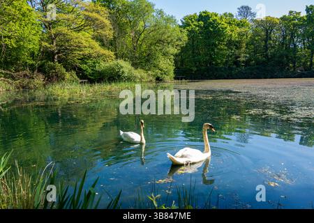 Les cygnes ornent le lac de pêche dans le domaine de Lytham Hall Lancashire UK Banque D'Images