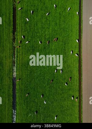 Vue aérienne de vaches qui paissent sur un pâturage vert, bordé par d'étroits canaux d'irrigation et un champ labouré, illustrant le contraste entre les terres agricoles et Banque D'Images