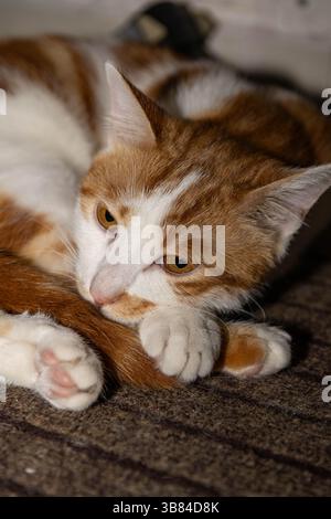 Gros plan d'un chat domestique au gingembre et blanc reposant sur un tapis à l'intérieur Banque D'Images