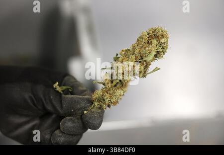 20 avril 2021, Apopka, FL - Floride, États-Unis : la marijuana récréative pourrait être légalisée en novembre. (Crédit image : © Ricardo Ramirez Buxeda/Orlando Sentinel via ZUMA Press Wire) Banque D'Images