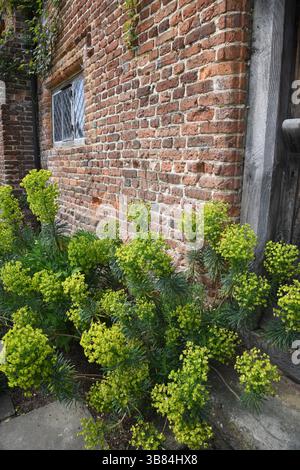 Euphorbia Banque D'Images