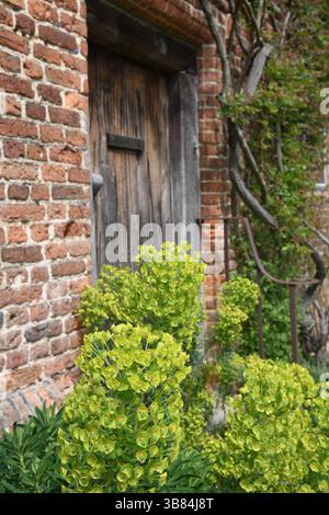 Euphorbia Banque D'Images