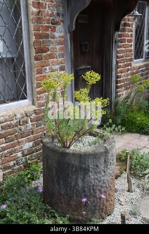 Euphorbia en jardinière ronde Banque D'Images