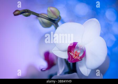 Une photographie macro d'une orchidée blanche avec un centre rose et jaune, sur un dégradé doux de teintes bleues et violettes. Les bourgeons non ouverts sur la tige Banque D'Images