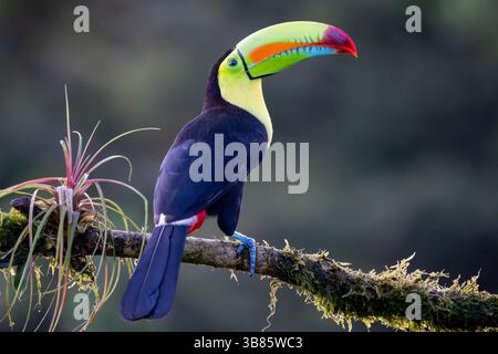 Toucan à bec de quille à Laguna de Legarto, Costa Rica Banque D'Images
