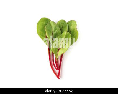 Tas de feuilles de bette à carde verte fraîche ou mangold salade sur fond blanc. Télévision laïcs ou Vue de dessus des feuilles de betterave bébé, isolated on white backgrou Banque D'Images