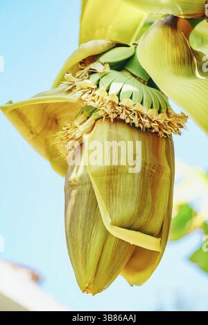 Bananier fleurit. Une grosse fleur jaune. Petites bananes vertes sur un palmier. Bananes non mûres Banque D'Images