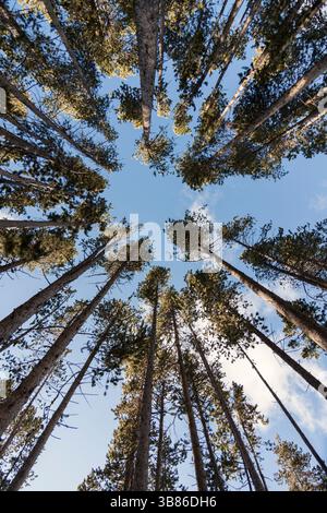 Regardant vers le haut à travers une forêt dense de pins dans le parc national de Yellowstone, Montana. Une perspective grand angle capture les arbres imposants et la nature sereine Banque D'Images