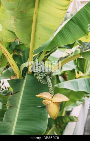 Bananier fleurit. Une grosse fleur jaune. Petites bananes vertes sur un palmier. Bananes non mûres Banque D'Images