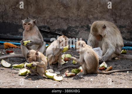 4 mars 2024, Bangkok, Lopburi, Thaïlande : les singes macaques mangent dans une zone d'alimentation désignée près du centre-ville de Lopburi, Thaïlande. Le brûlage des récoltes, qui contribue largement au problème de pollution atmosphérique des PM 2,5 en Thaïlande, ainsi qu'à sa surpopulation de singes macaques, a placé la province rurale sous les feux des projecteurs locaux et mondiaux alors que le premier ministre Srettha Thavisin s'est engagé à régler les deux problèmes. (Crédit image : © Matt Hunt/ZUMA Press Wire) Banque D'Images