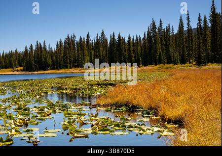 14 octobre 2023 : le sentier du lac Lily, près de Kebler Pass, est une randonnée colorée pendant la saison des couleurs de l'automne. Crête Butte, Colorado (crédit image : © Larry Clouse/CSM/CSM via ZUMA Press Wire) Banque D'Images