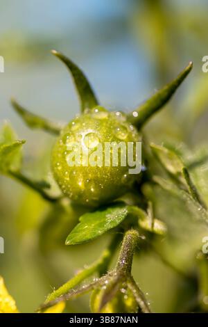 les premières tomates vertes, un champ avec des buissons de tomates recouverts de gouttelettes d'eau Banque D'Images