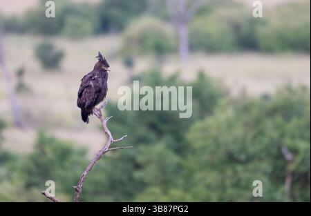 Aigle à longue crête (Lophaetus occipitalis) perché sur un arbre mort Banque D'Images