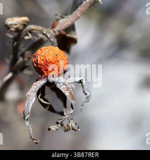 Une hanche rose séchée en hiver, capturée en macro photographie. Banque D'Images