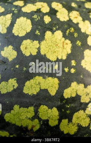 la peau vert-noir d'une pastèque mûre, partie d'une grande pastèque avec une peau de couleur foncée avec des taches vertes Banque D'Images