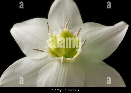 vue macro rapprochée de la fleur de lis amazonien fond noir isolé, fleur de plante ornementale tropicale blanche originaire de la forêt amazonienne, pétales blancs Banque D'Images