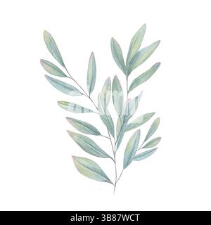 Branche de feuilles d'eucalyptus dans des tons vert bleu apaisants illustration aquarelle arrière-plan isolé. Sauge peinte à la main ou plante d'olive pour le mariage Banque D'Images