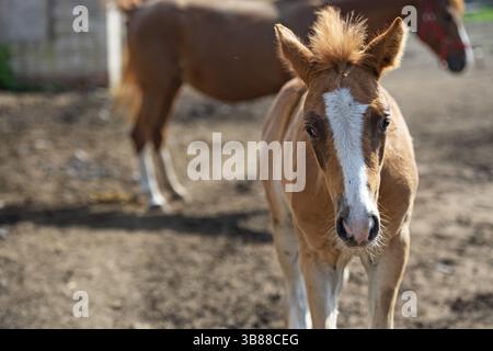 Portrait de poulain d'oseille de race sportive marchant dans le paddock. heure du printemps. gros plan Banque D'Images
