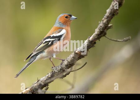 Le Chaffinch eurasien, chaffinch commun, ou simplement le Chaffinch (Fringilla coelebs) est un petit oiseau passereau commun et répandu chez le finch Banque D'Images