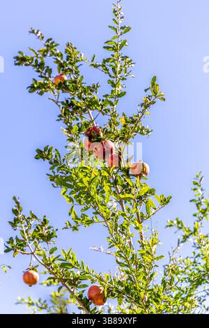 Fruit de grenade mûr suspendu à un arbre, éclatant pour révéler ses graines rouges juteuses, encadrées par des feuilles vertes luxuriantes. Banque D'Images