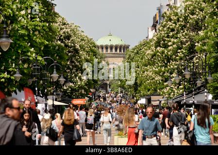 Sofia Bulgarie floraison de châtaigniers (Aesculus hippocastanum) sur un jour de printemps ensoleillé dans Vitosha Boulevard et les gens marchant, Europe de l'est, Balkans, UE Banque D'Images