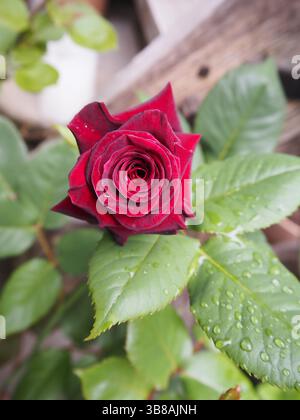 Macro gros plan d'une rose rouge qui commence tout juste à fleurir, des pétales serrés révélant un magnifique motif en spirale élégant à la lumière naturelle. Banque D'Images