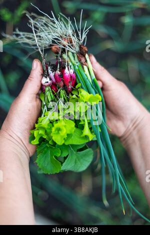 Légumes biologiques fraîchement récoltés dans les mains. Gros plan des mains tenant des légumes biologiques fraîchement cueillis, y compris des radis, de la laitue et du vert Banque D'Images