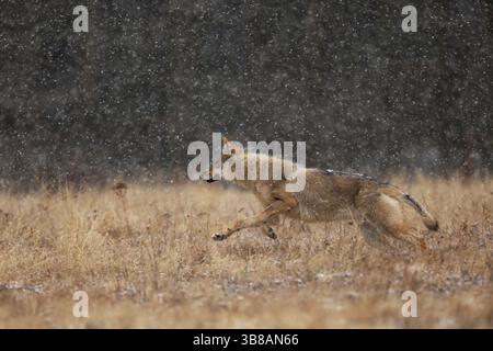 Loup gris Canis lupus dans la taïga dans la journée neigeuse d'hiver. Animal dans l'habitat naturel. Chasse au berofe au loup. Loup de Finlande. Loup gris, Canis lupus, dans le e. Banque D'Images