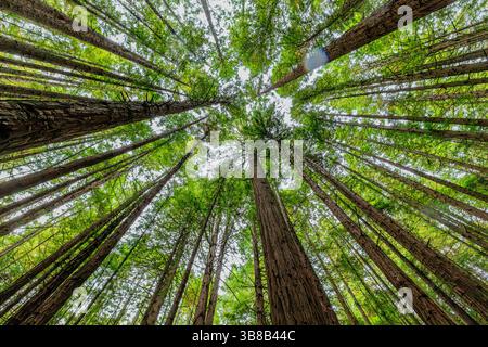 couché dans les bois regardant les arbres de longs troncs géants atteignant la canopée verte dans la forêt géante de séquoias à rotorua Banque D'Images