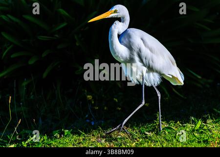 héron blanc de nouvelle-zélande waimanu lagon journée ensoleillée pleine longueur marchant sur l'herbe devant le profil latéral bleu foncé du lagon montrant plumage blanc brillant Banque D'Images