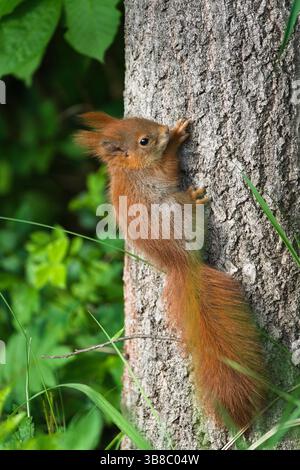 Mignon petit bébé Sciurus vulgaris aka écureuil rouge européen sur l'arbre. Banque D'Images