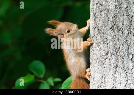 Mignon petit bébé Sciurus vulgaris aka écureuil rouge européen sur l'arbre. Banque D'Images