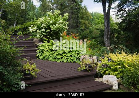 Terrasse en bois brun bordée de plantes Hosta vert vif et d'arbustes d'hortensia à fleurs blanches dans le jardin de la cour avant en été. Banque D'Images