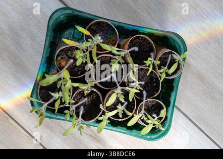Plants de tomates dans des pots en papier recyclé avec Rainbow Light Banque D'Images