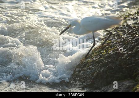 30 mars 2024, South Padre Island, Texas, États-Unis : 230 mars 2024. Une aigrette cherche des poissons dans les eaux turbulentes le long du bord de la jetée du Rio Grande, où la rivière traverse le golfe du Mexique à South Padre Island, au Texas. (Crédit image : © Ralph Lauer/ZUMA Press Wire) Banque D'Images