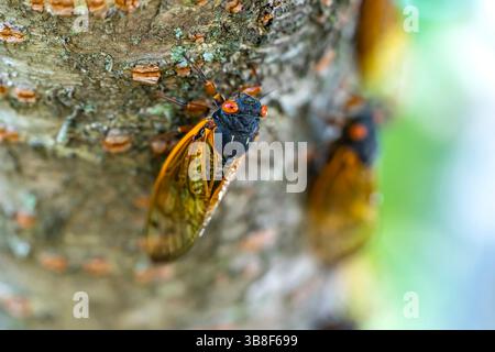 7 mai 2024, Harrisburg, NC, USA : la cigale de 17 ans, Magicicada cassini, émerge en grand nombre en Amérique du Nord tous les 17 ans, synchronisant souvent leur cour dans des expositions massives. Décrit en 1852, nommé d'après John Cassin. (Crédit image : © Walter G Arce SR Grindstone Media/ASP/ZUMA Press Wire) Banque D'Images