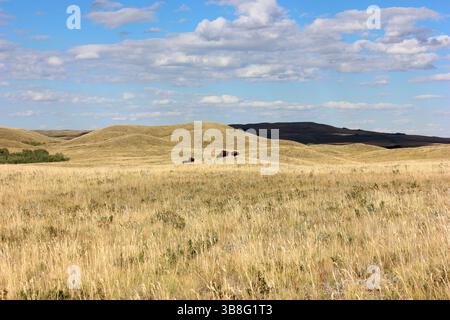 Les bisons paissent sur l'herbe dorée des prairies tout en se promenant paisiblement à travers des champs ouverts encadrés par de douces collines et un ciel bleu vif. La scène capture tra Banque D'Images