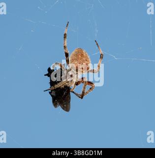 Araignée orbweaver tropicale (Eriophora ravilla) enveloppant par toile une proie attrapée sur un fond de ciel bleu, Brazos Bend, Texas, USA Banque D'Images