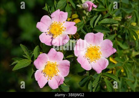 Rosa sect Caninae Blossom pétales rose pâle filaments jaunes belle flore sauvage. Banque D'Images