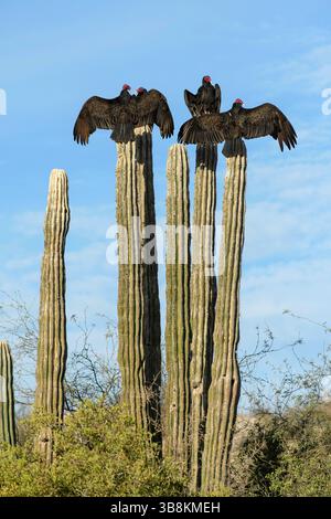 Mexique, basse-Californie, San Ignacio, vautours, Cardon, cactus, oiseau, mexicain, désert, sonora, extérieur, oiseaux, vautour de dinde, aura Cathartes Banque D'Images