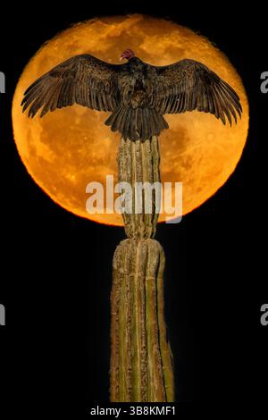 Mexique, basse-Californie, San Ignacio, vautours, Cardon, vautours de dinde, Cathartes aura Banque D'Images