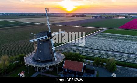Découvrez les magnifiques champs de tulipes des pays-Bas au coucher du soleil, avec des couleurs vives et un charmant moulin à vent améliorant ce paysage pittoresque. Banque D'Images